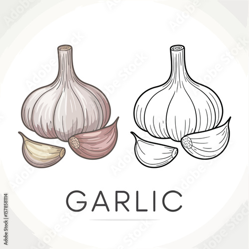 Hand Drawn Colored and Black and White Garlic Illustration