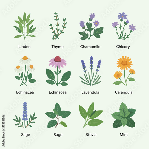 Collection of Medicinal and Culinary Herbs