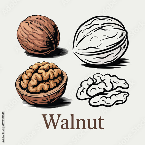 Collection of Detailed Walnut Illustrations