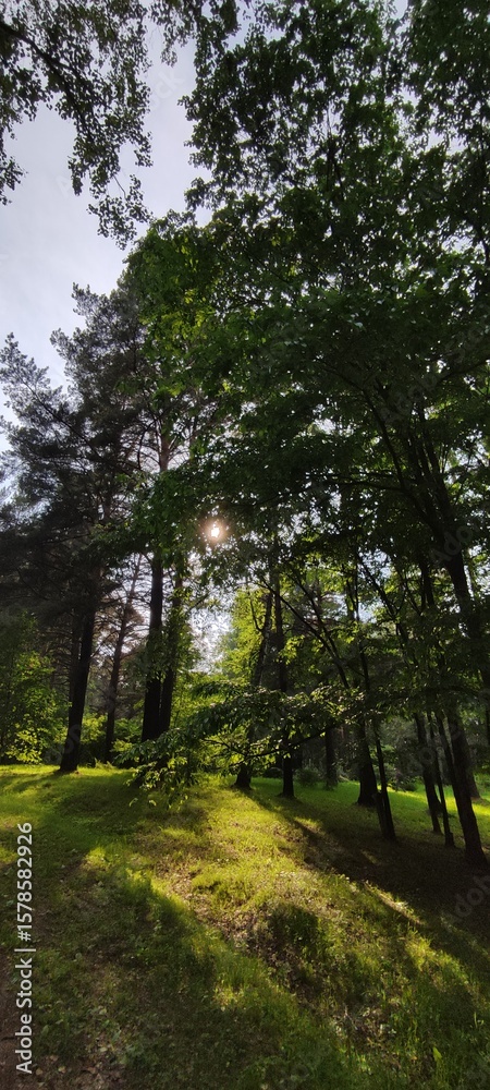 Naklejka premium Evening in the forest on the seashore at sunset