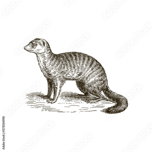 Vintage engraving woodcut Mongoose vector illustration art design