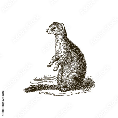Vintage engraving woodcut Mongoose vector illustration art design