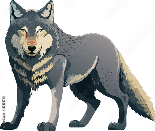 Gray wolf drawing with anatomical accuracy and expressive eyes for conservation campaigns
