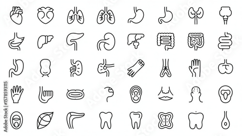 Black and White Human Anatomy Icons for Educational and Medical Use