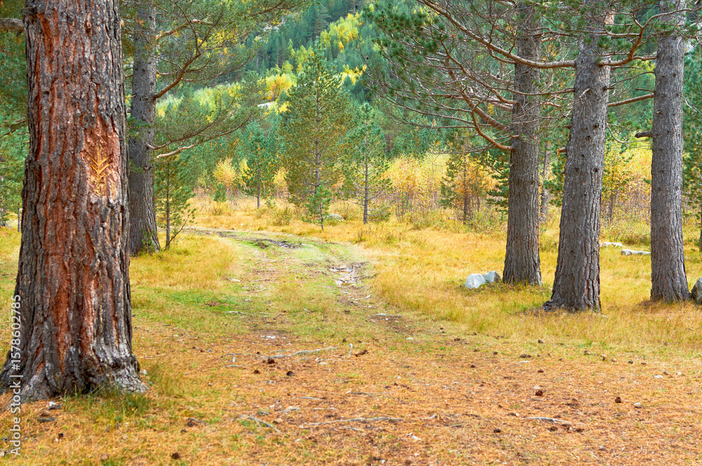 Fototapeta premium Sunlit Path Through Golden Pines