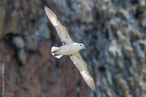 Fulmar riding up draughts near cliffs.