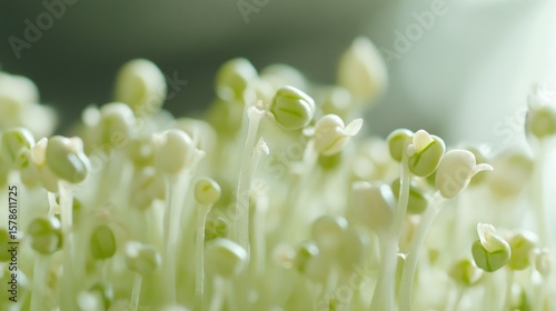 Close-up of sprouting mung beans