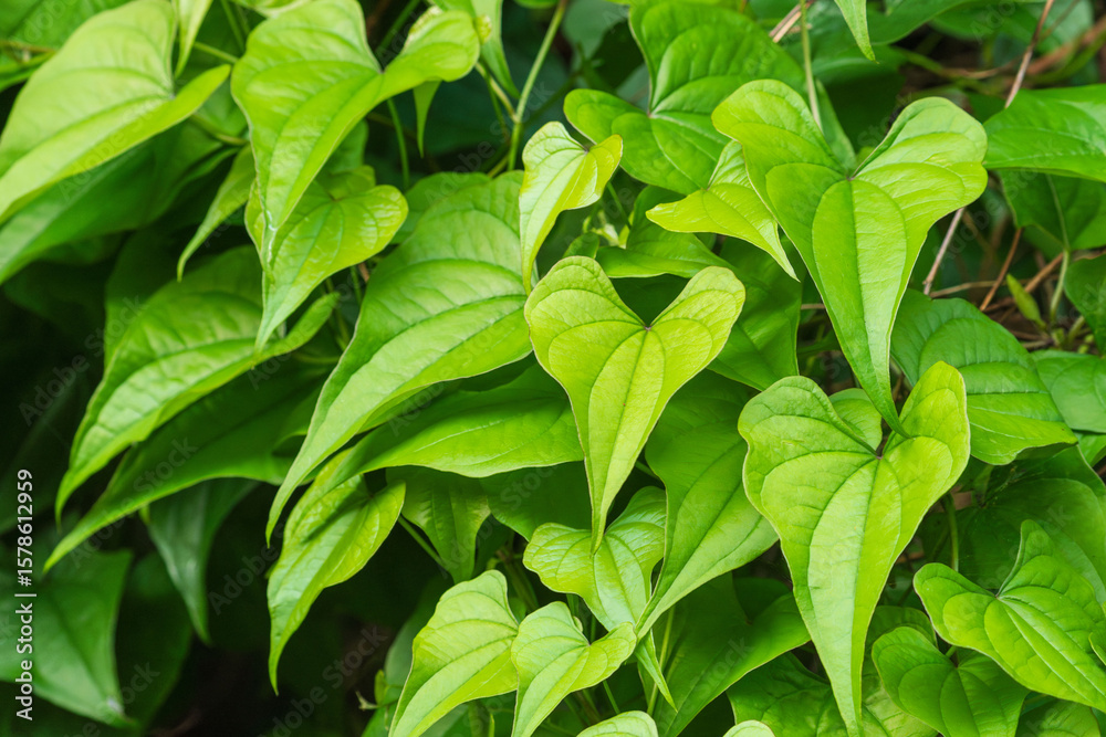 夏の森 日陰のツル植物の葉30 夏の森 日陰のツル植物の葉30
