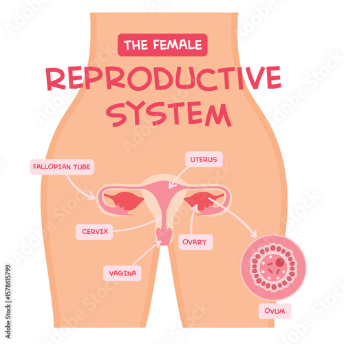 Female reproduction system structure diagram.