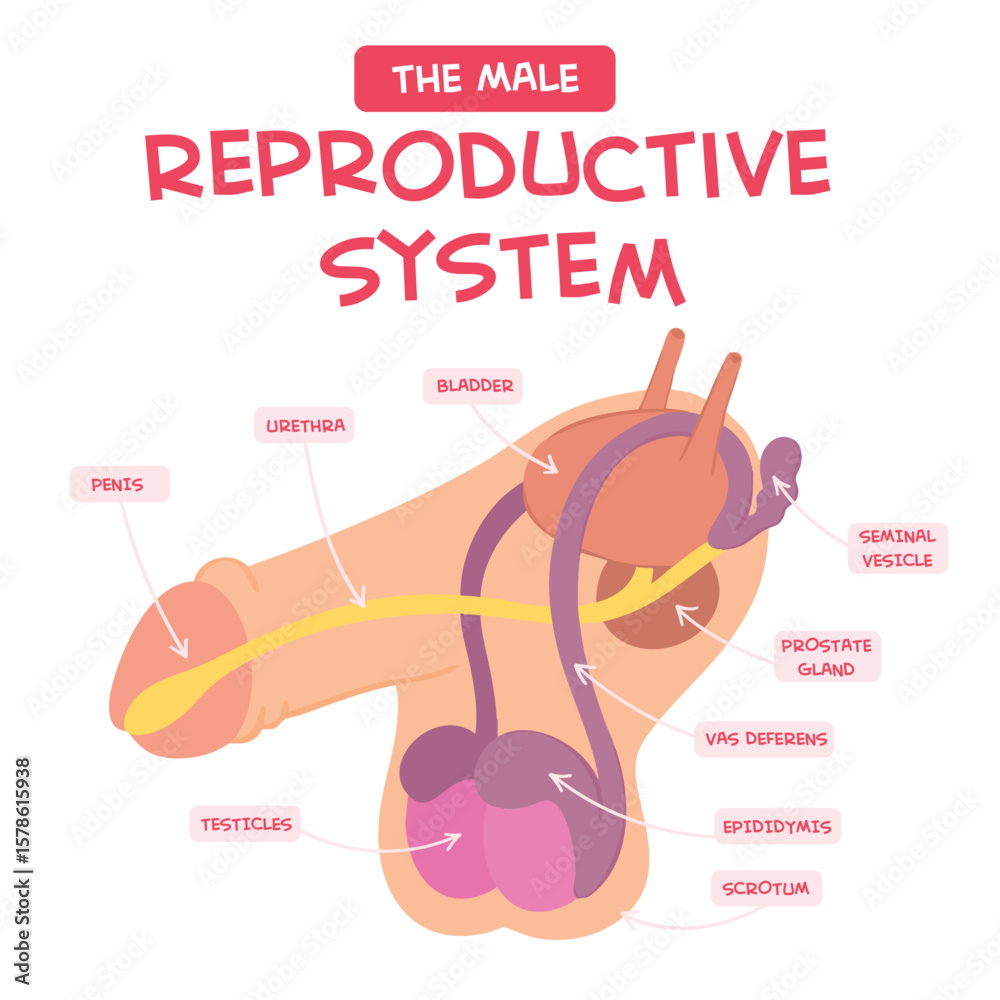 Obraz premium Male reproductive system with main parts labeled.