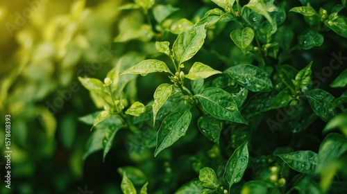 Wallpaper Mural Lush green leaves glistening with morning dew Torontodigital.ca