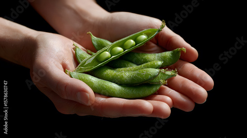 Hands holding a handful of fresh green pea pods on a black background.