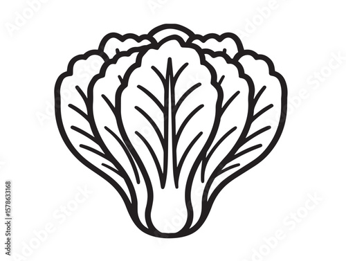 Organic Chinese Cabbage Minimalist Design Illustration