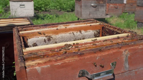 A beekeeper places frames of wax foundation into a hive to build honeycomb.