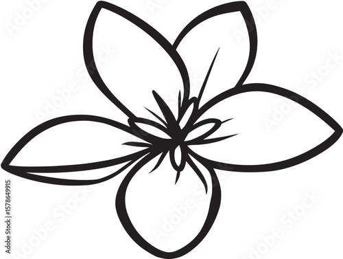 Elegant jasmine flower drawing in clean vector format