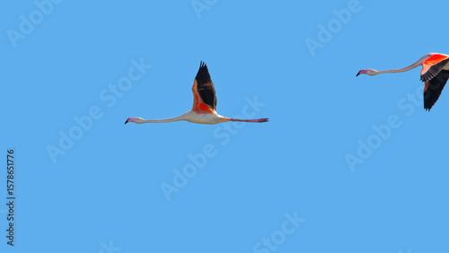 One And A Half Flying Flamingos (Phoenicopterus Roseus)