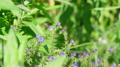 Honey bees pollinate flowers. Insects. Nature. Scene.