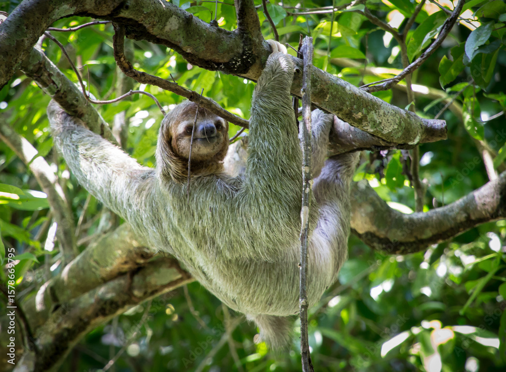 Fototapeta premium Happy smiling from a Sloth in Costa Rica