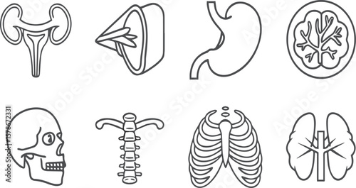 Medical Vector Illustration Body Parts
