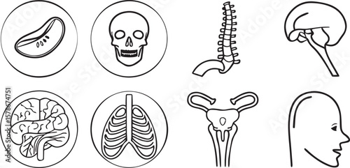 Human Body Organs Icon Set

