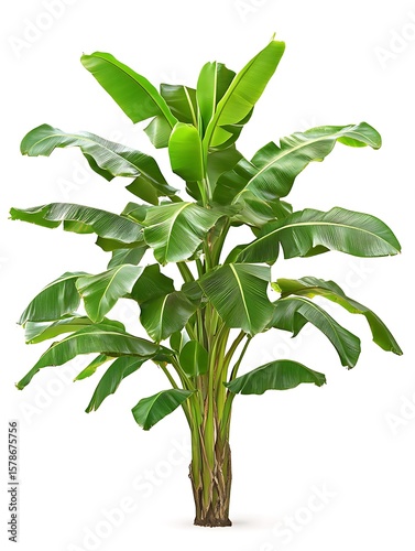 Wallpaper Mural 緑葉の交響曲 Torontodigital.ca