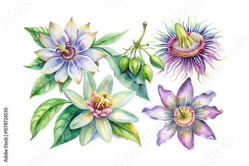 set of watercolor Passion Flower Branch vector illustration isolated on white background