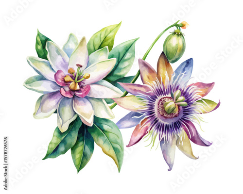 watercolor Passion Flower Branch vector illustration isolated on white background