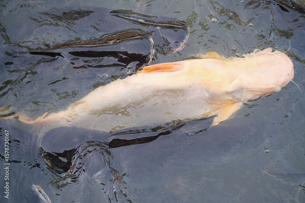 Obraz premium fish in water