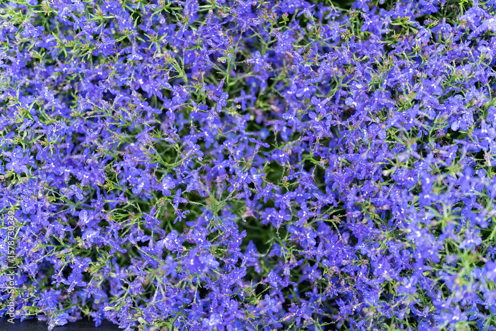 Naklejka premium flower