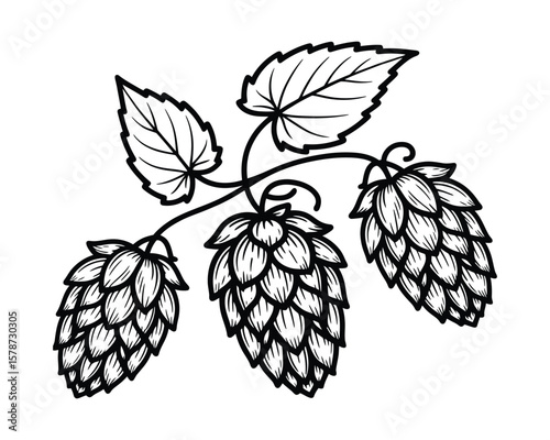 Vintage-Style Hop Drawing - Intricate Line Art for Beer Labels & Craft Brew Logos