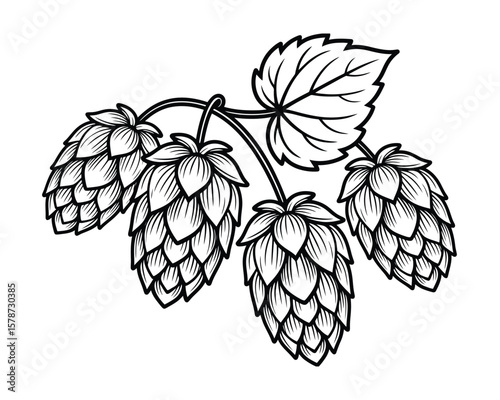 Hops Vector Illustration - Detailed Hop Cones & Leaves for Brewery Designs