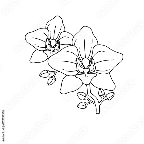 Hand Drawn Orchid Flowers Line Art Illustration