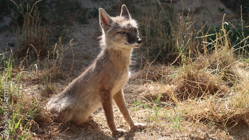 Steppenfuchs sitzend