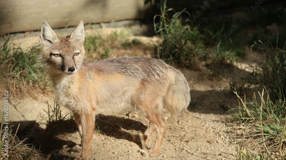 Fototapeta premium Steppenfuchs