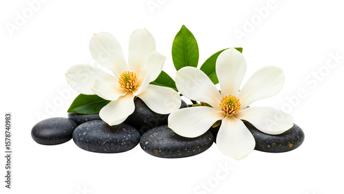 White Magnolia Flowers with Spa Stones
