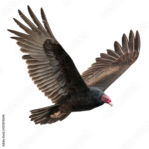 Vulture soars in flight on transparent Background