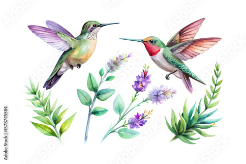 watercolor Hummingbird Sage Branch vector illustration isolated on white background