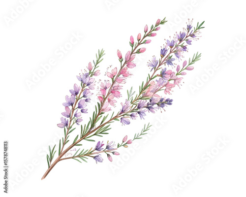 watercolor Heather branch vector illustration isolated on white background