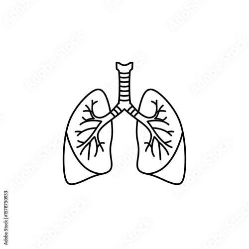 Simple line drawing of a human respiratory system, lungs and trachea.