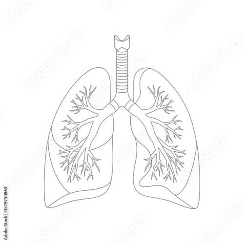 Line drawing of human lungs, detailed bronchial tree illustration.