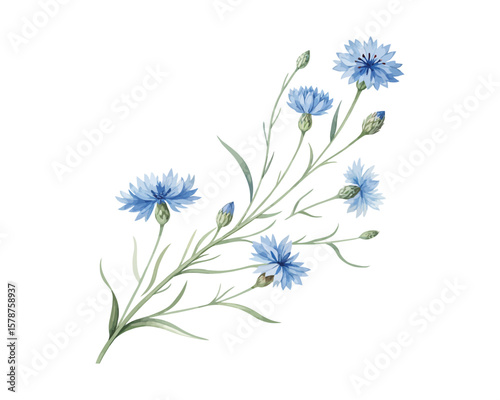 watercolor Cornflower branch vector illustration isolated on white background