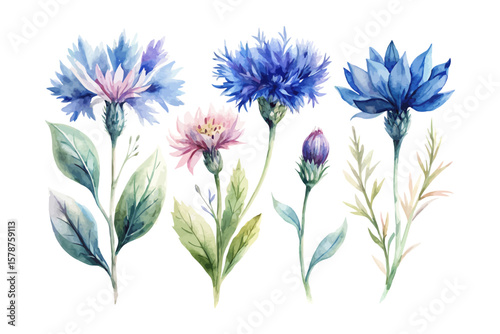 set of watercolor Cornflower branch vector illustration isolated on white background