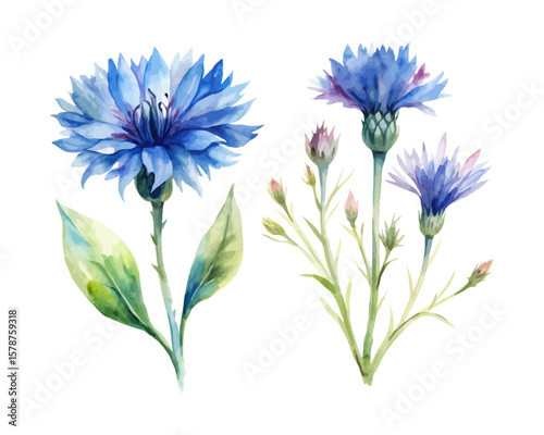 watercolor Cornflower branch vector illustration isolated on white background
