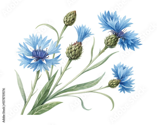 watercolor Cornflower branch vector illustration isolated on white background