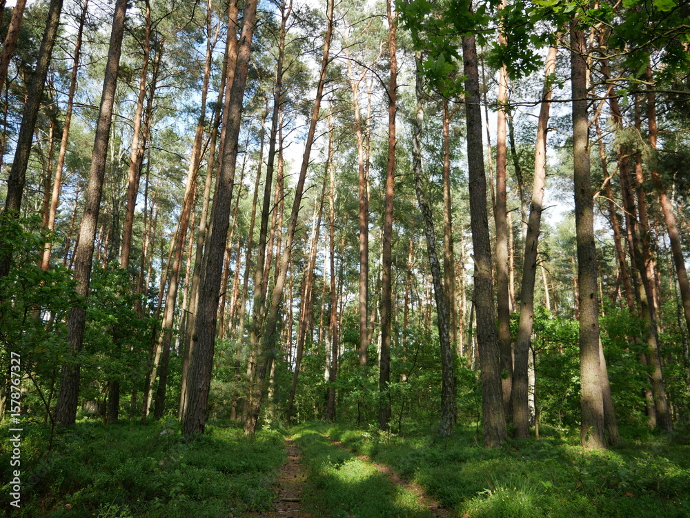 Fototapeta premium trees in the forest