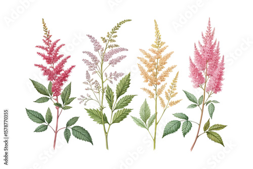 set of watercolor Astilbe Branch vector illustration isolated on white background