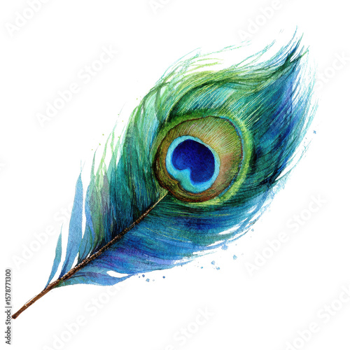 A peacock feather image on transparent Background