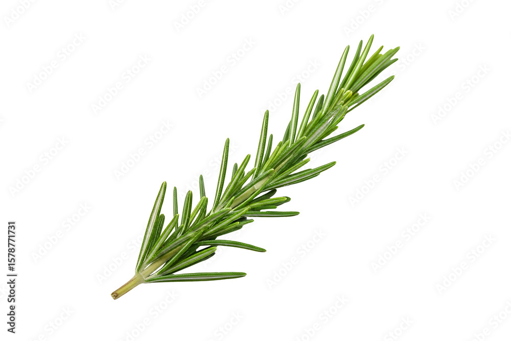 Fototapeta premium A sprig of fresh rosemary herb isolated on transparent background