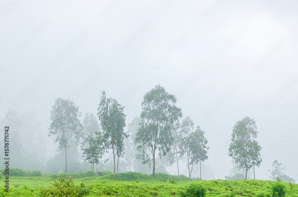 Fototapeta premium A Picturesque landscape with greenery during monsoon season, nature background for wallpaper, website or poster design