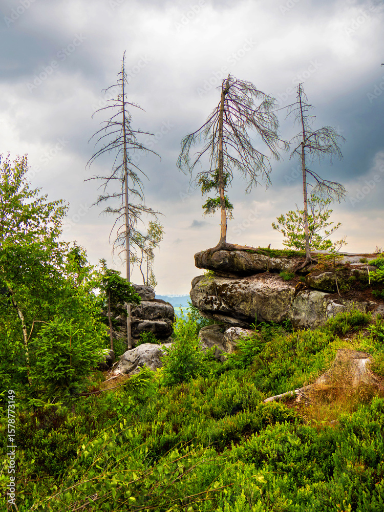 Obraz premium Landscape picture of three dead spruce trees staying above sandstone rock formation. Green trees in surrounding, heavy dark stormy clouds